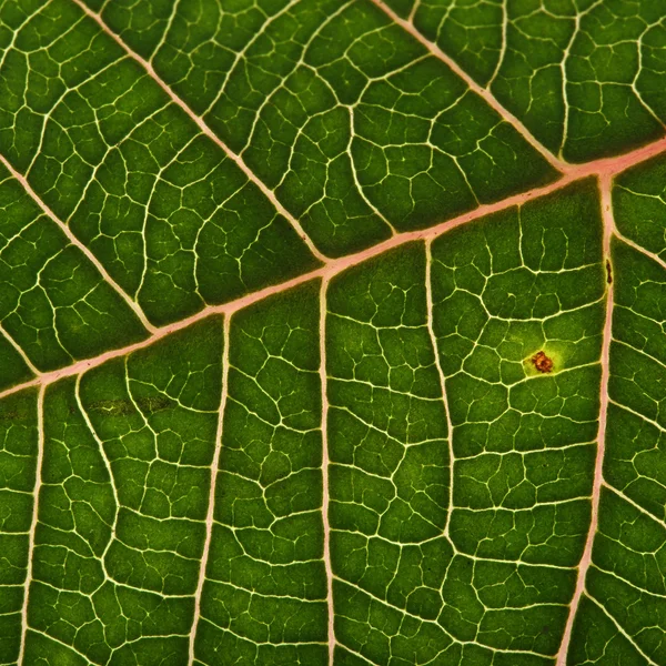 Folha verde textura fundo de poinsettia árvore de natal — Fotografia de Stock