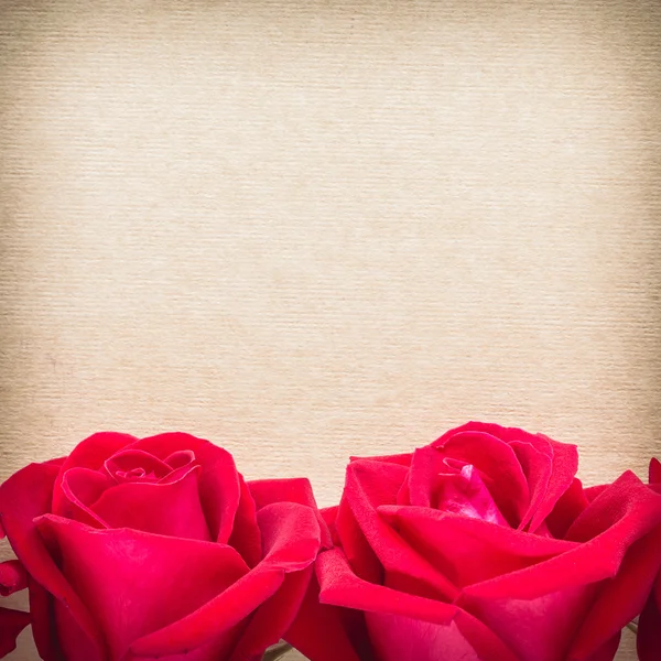 Red rose flower on blank paper page for creative — Stock Photo, Image