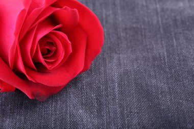 siyah kot denim doku üzerinde kırmızı gül çiçek