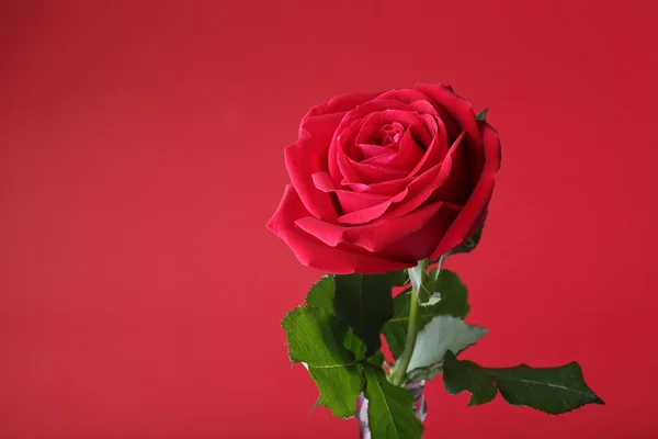 Red rose on red background — Stock Photo, Image