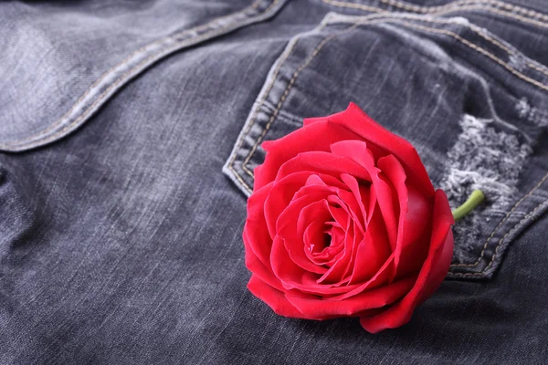 Röd ros blomma på svarta jeans denim konsistens — Stockfoto