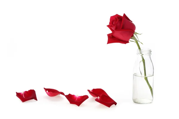 Cam Vazoda beyaz arka plan üzerinde izole kırmızı gül çiçek — Stok fotoğraf