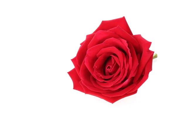 Red rose flower isolated on white background — Stock Photo, Image