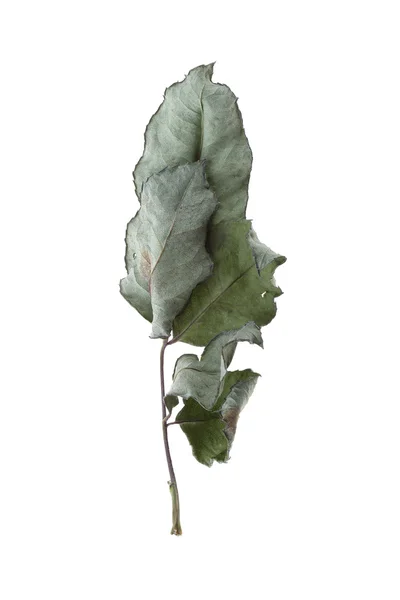 Groene droge blad steeg bloem geïsoleerd op witte achtergrond — Stockfoto