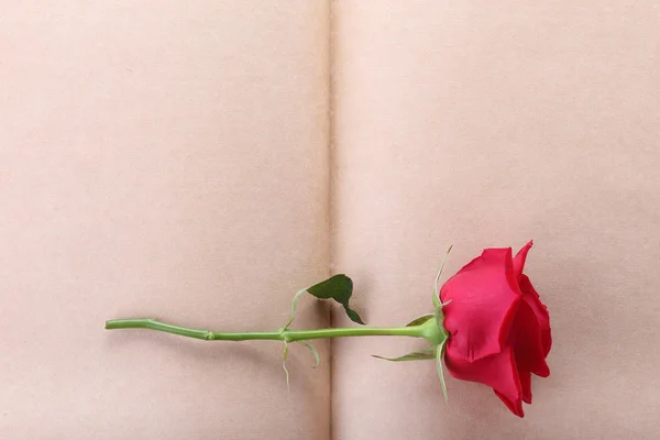 Red rose flower on blank paper page for creative — Stock Photo, Image