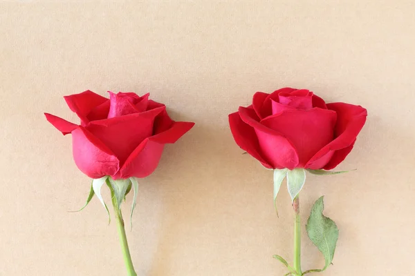 Flor de rosa vermelha na página de papel em branco para criativo — Fotografia de Stock