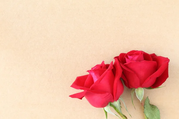 Red rose flower on blank paper page for creative — Stock Photo, Image