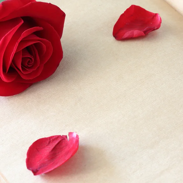 Flor de rosa vermelha na página de papel em branco para criativo — Fotografia de Stock