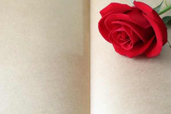 Röd ros blomma på blankt papper sida för kreativa — Stockfoto