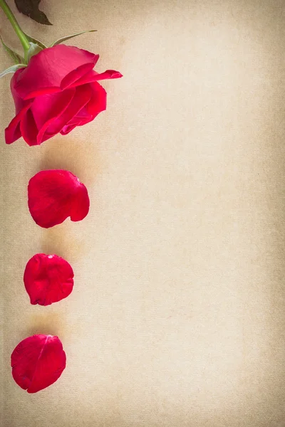 Red rose flower on blank paper page for creative — Stock Photo, Image