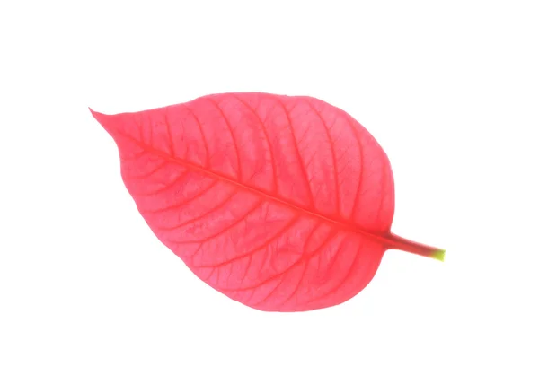 Feuille rouge de poinsettia arbre de Noël — Photo