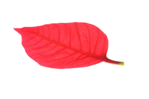 Hoja roja del árbol de navidad de poinsettia —  Fotos de Stock