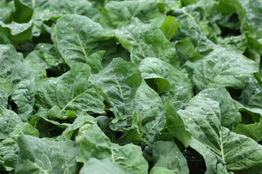 yeşil salata sebze hydroponic ekimi