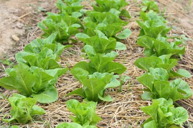 yeşil salata sebze hydroponic ekimi