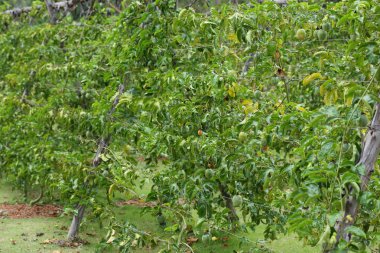 tutku meyve yetiştirme alanı tarım