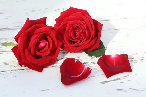 Flor rosa roja sobre fondo de madera blanca — Foto de Stock