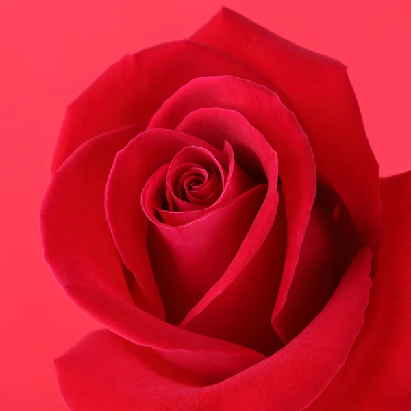 Red rose flower with beautiful petals shape heart — Stock Photo, Image