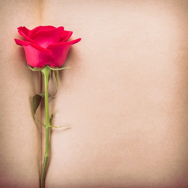 Rote Rose Blume auf leerer Papierseite für kreative — Stockfoto