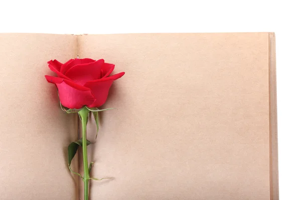 Flor de rosa vermelha na página de papel em branco para criativo — Fotografia de Stock