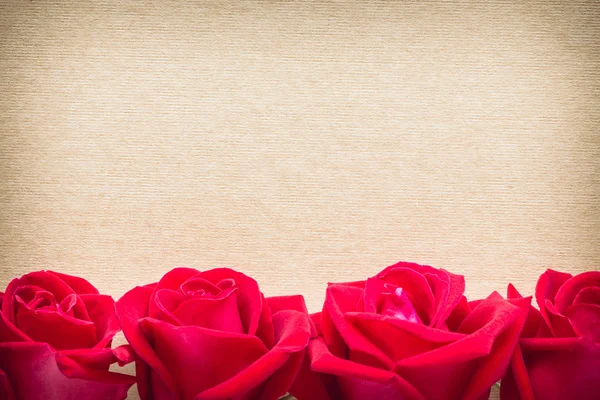 Red rose flower on blank paper page for creative — Stock Photo, Image