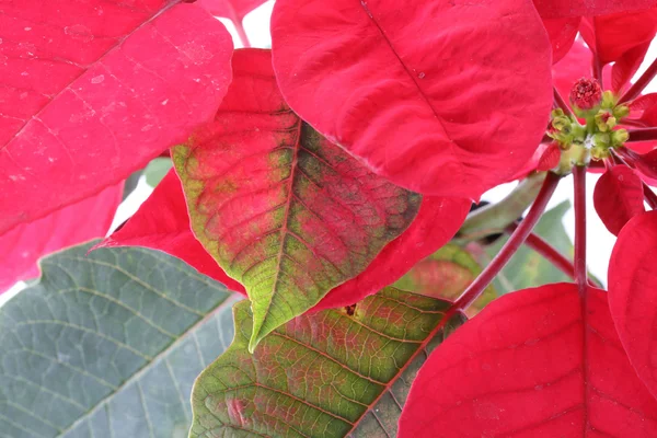 Röda och gröna blad av julstjärna träd — Stockfoto