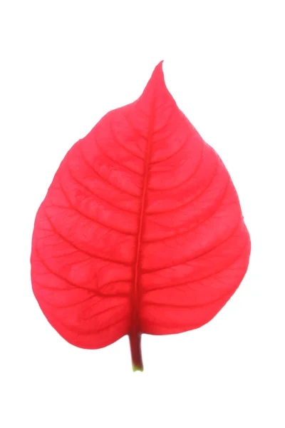 Hoja roja del árbol de navidad de poinsettia —  Fotos de Stock