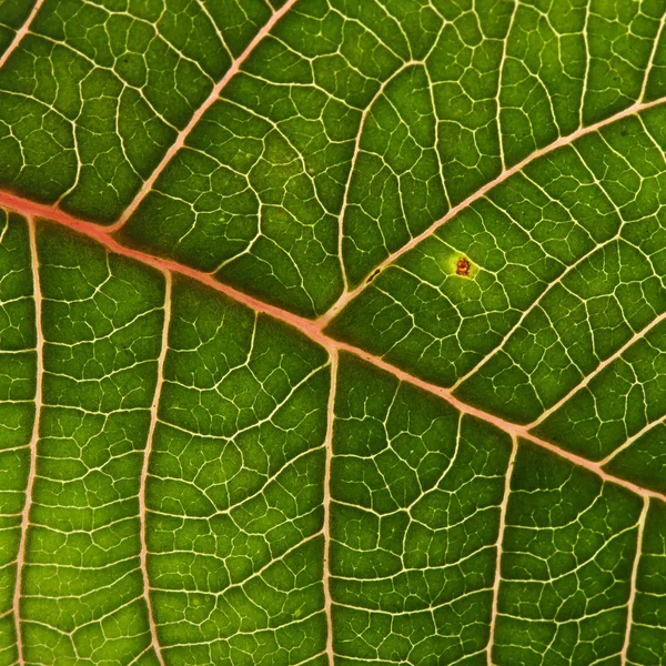 Grönt blad textur bakgrund av julstjärna julgran — Stockfoto