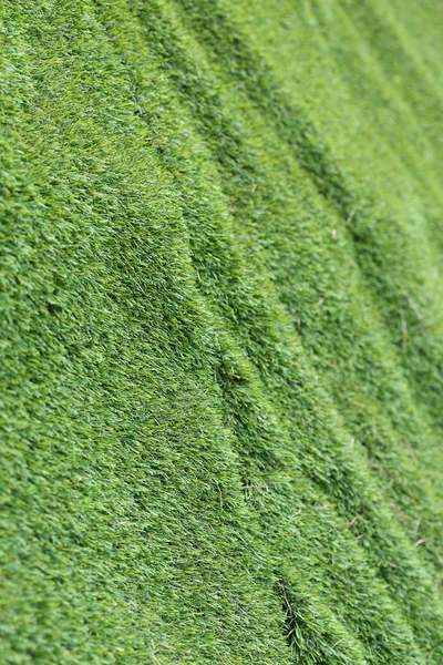 Astratto erba texture sfondo, erba verde artificiale — Foto Stock