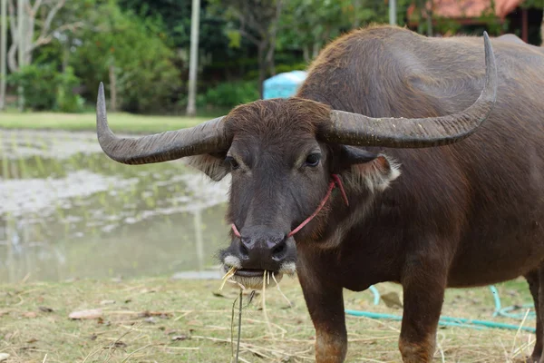 Zwarte buffalo eten in boerderij — Stockfoto