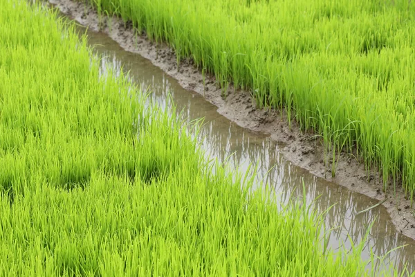 Landwirtschaft von kleinen Reispflanzen in Anbauflächen — Stockfoto