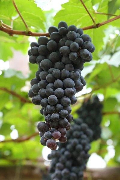 Grapes fruit in farm viticulture of agricultural — Stock Photo, Image