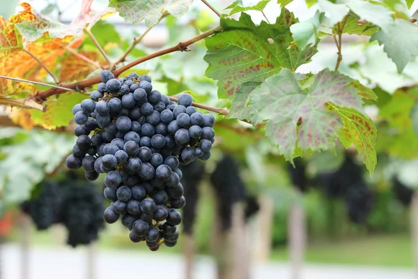 Uvas frutas en la viticultura agrícola —  Fotos de Stock