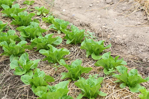 Lechuga verde vegetal de cultivo hidropónico — Foto de Stock