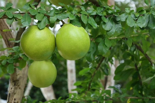 Pohon calabash hijau, crescentia liar — Stok Foto