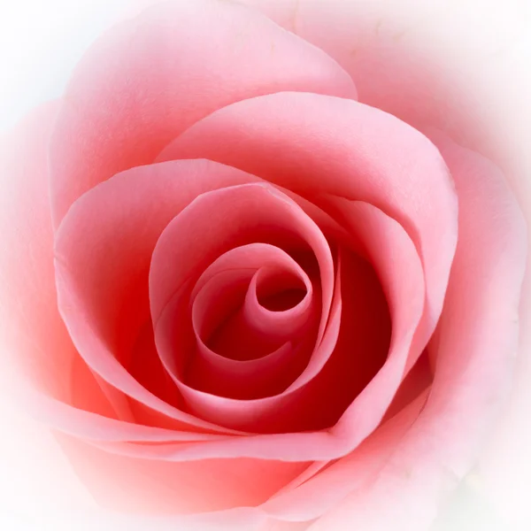 Rosa ramo de flores vintage fondo — Foto de Stock
