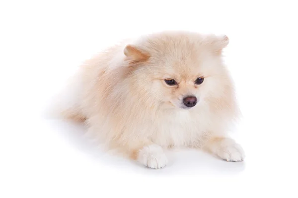 Vit pomeranian valpar — Stockfoto