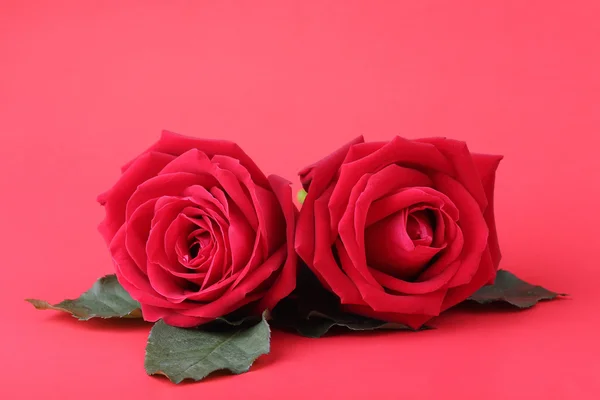 赤の背景に赤いバラ — ストック写真