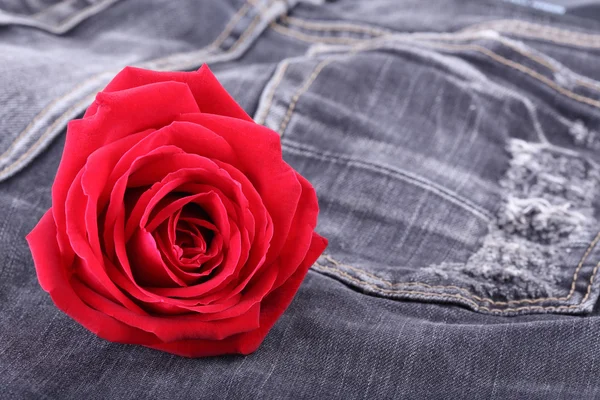 Rote Rose Blume auf schwarzer Jeans-Jeans-Textur — Stockfoto