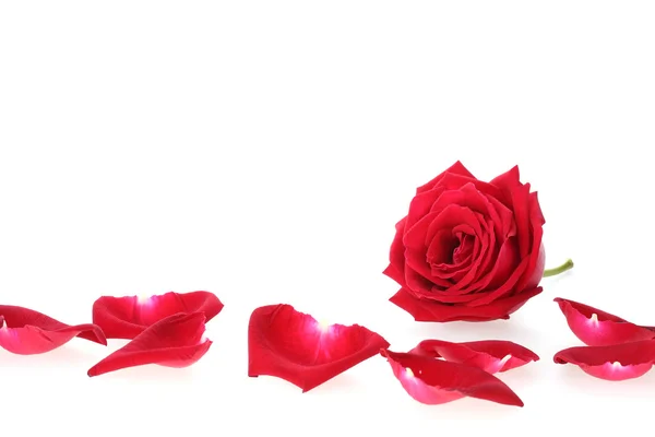 Rode roos bloem geïsoleerd op witte achtergrond — Stockfoto
