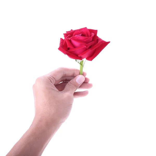 Hand hält eine rote Rose Blume auf weißem Hintergrund — Stockfoto