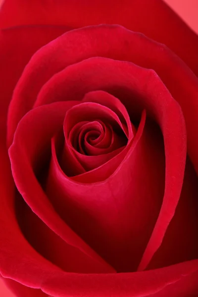 Fiore di rosa rossa con belle petali a forma di cuore — Foto Stock