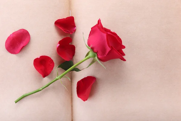 Flor de rosa vermelha na página de papel em branco para criativo — Fotografia de Stock