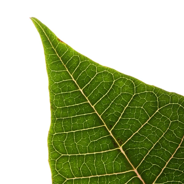 Grünes Blatt des Weihnachtssterns Weihnachtsbaum isoliert — Stockfoto