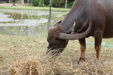 siyah buffalo grupta yemek yeme