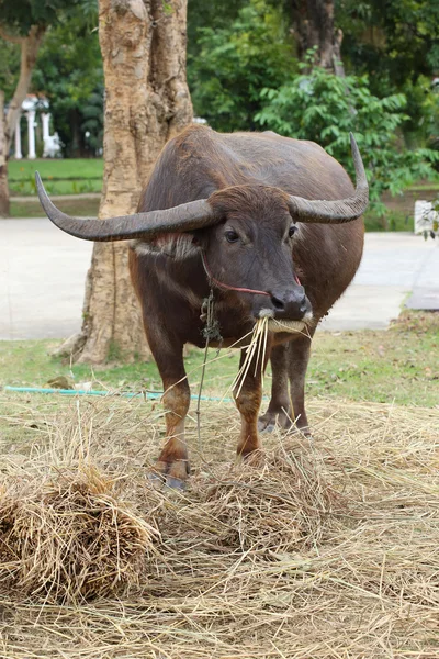 Zwarte buffalo eten in boerderij — Stockfoto