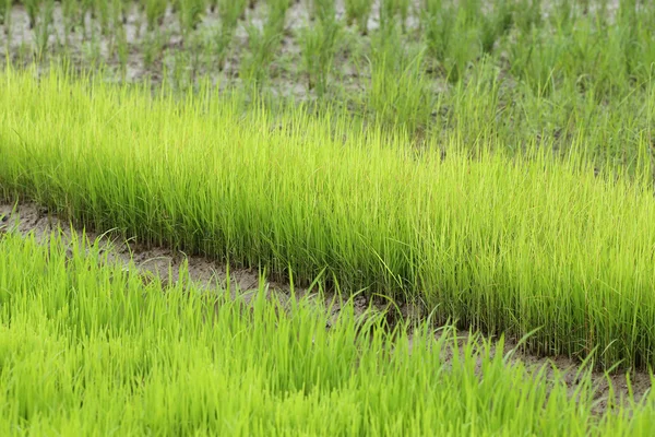 Landbouw van kleine rijst stronk in gecultiveerd gebied — Stockfoto