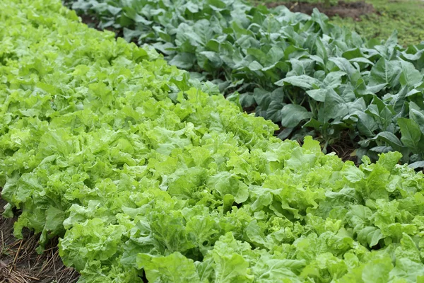 Зелений салат овоч гідропонічного вирощування — стокове фото