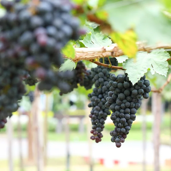 Uvas frutas en la viticultura agrícola — Foto de Stock