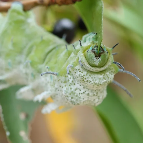 หนอนสีเขียวกินใบไม้บนต้นไม้ — ภาพถ่ายสต็อก