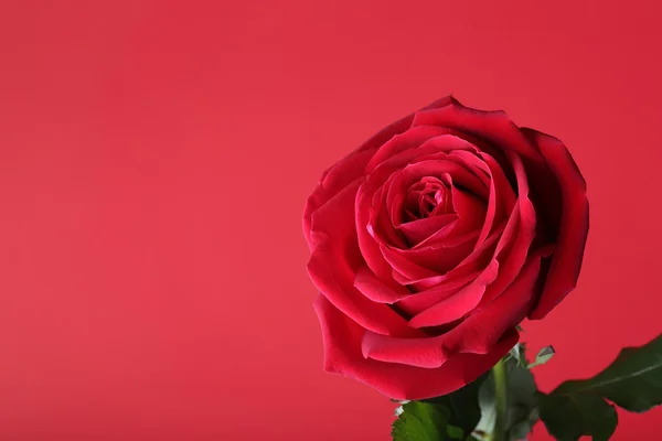 Vermelho rosa no fundo vermelho — Fotografia de Stock